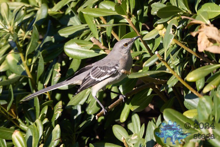 Northern Mockingbird