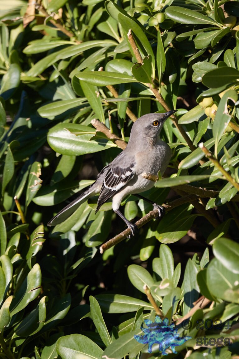 Northern Mockingbird