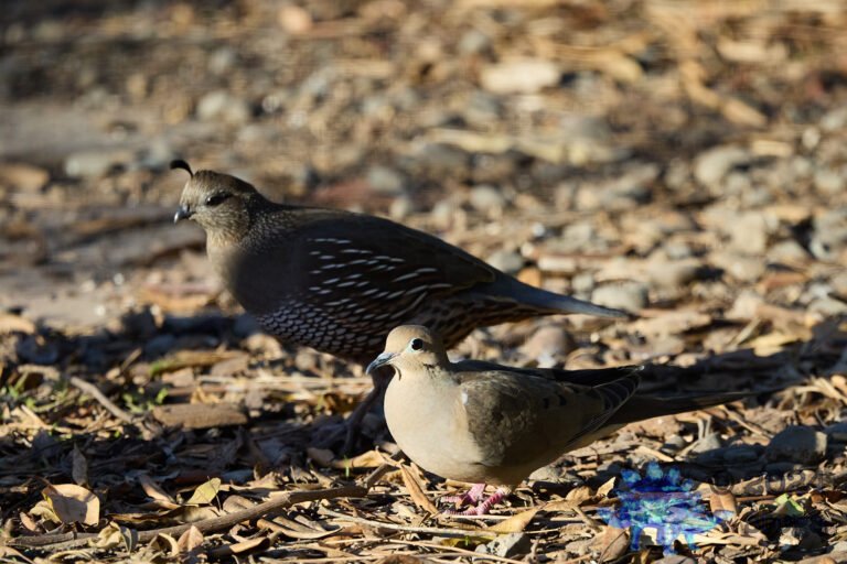 Mourning Dove, California Quail