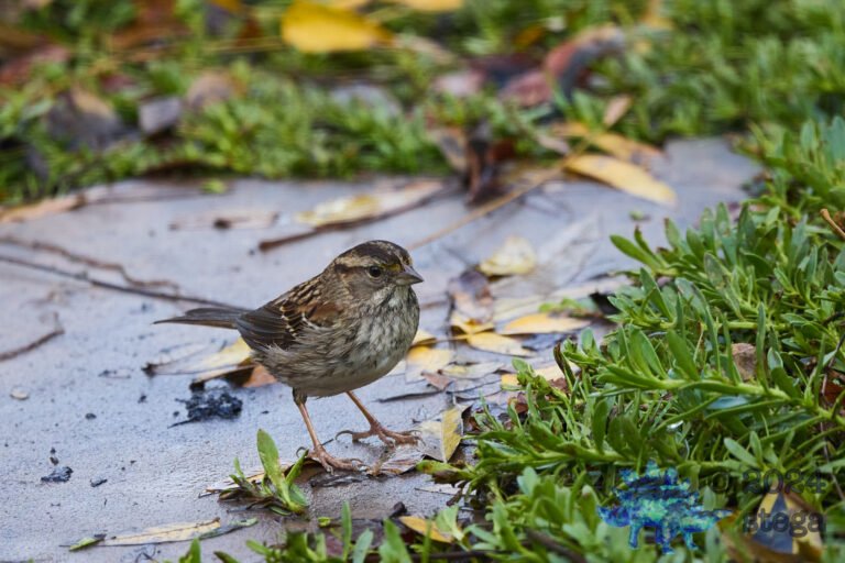 White-Throated Sparrow