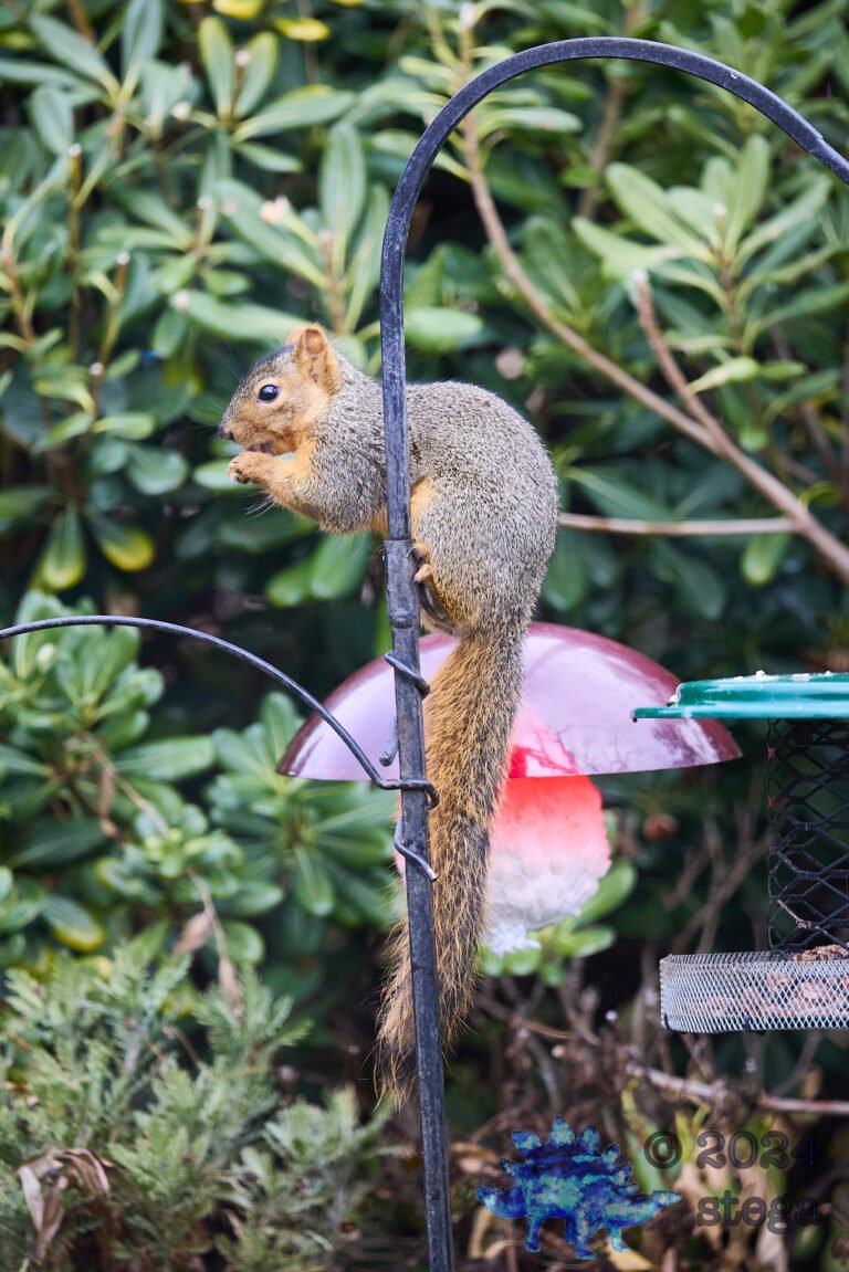 Fox Squirrel