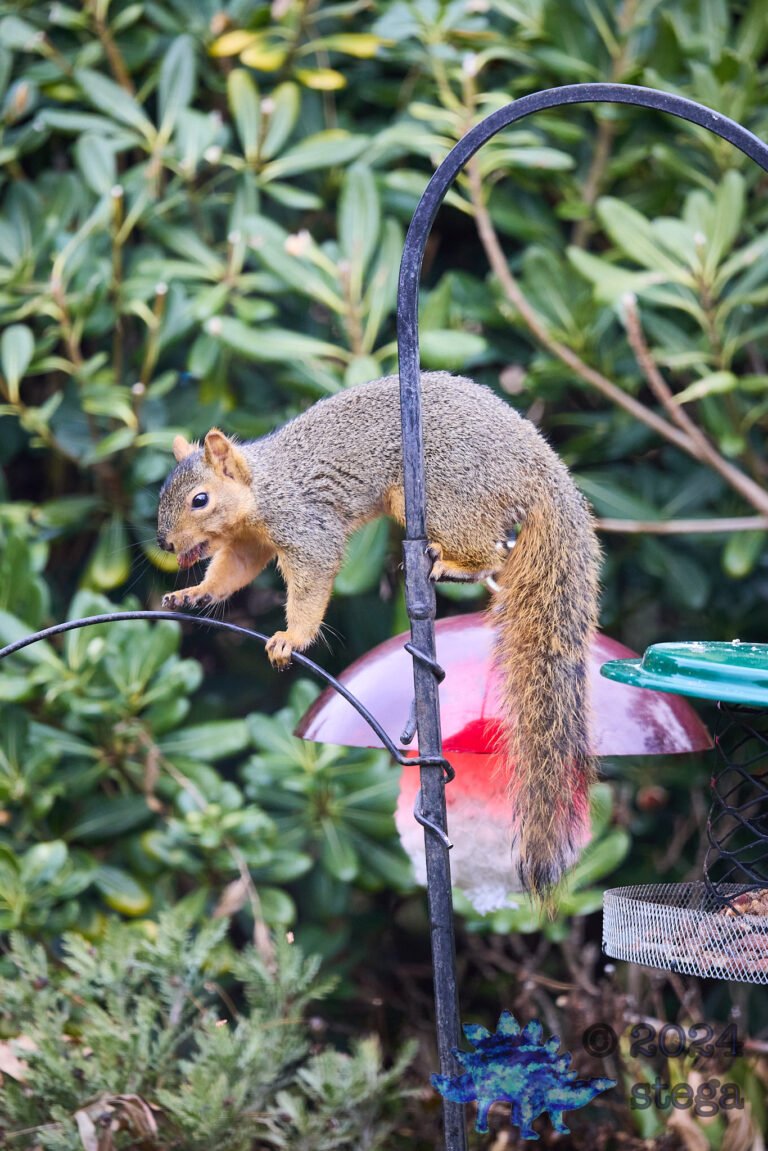 Fox Squirrel