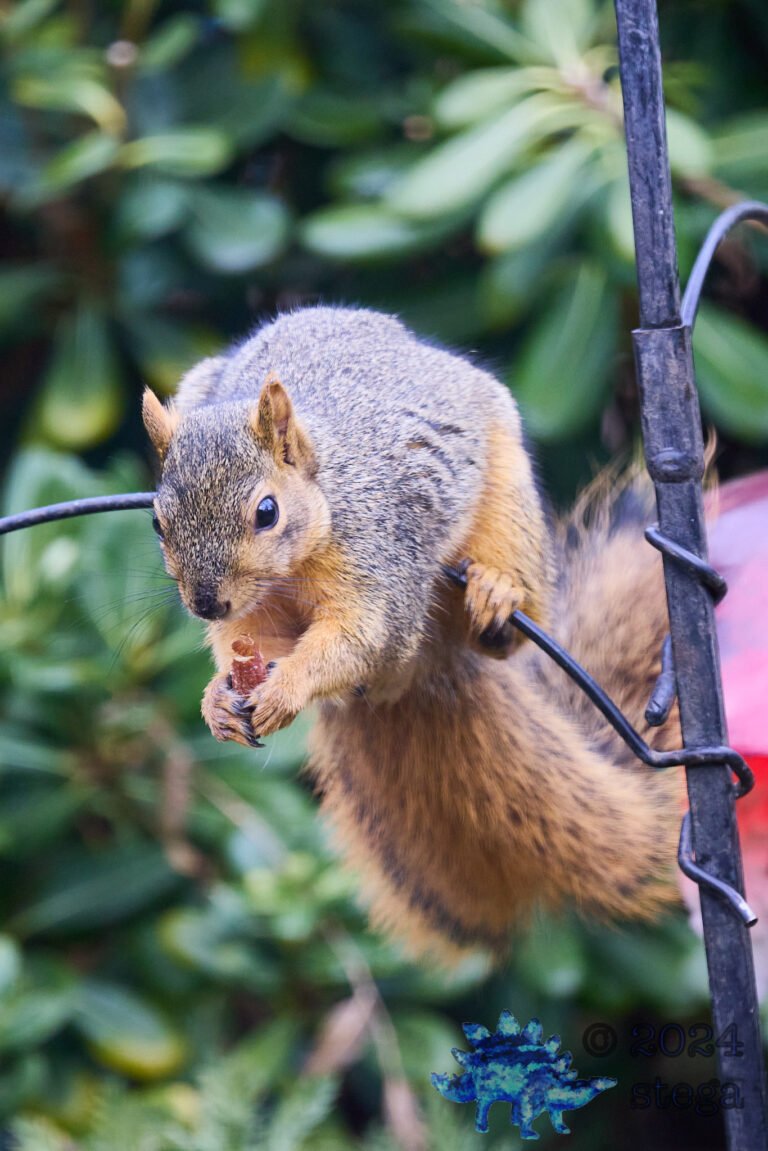 Fox Squirrel