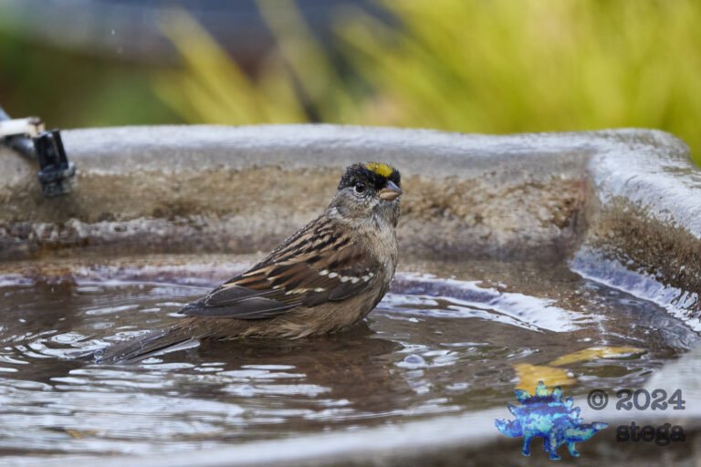 Gold-Crowned Sparrow