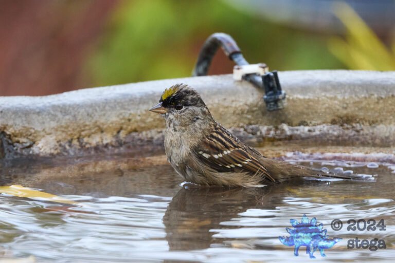 Gold-Crowned Sparrow