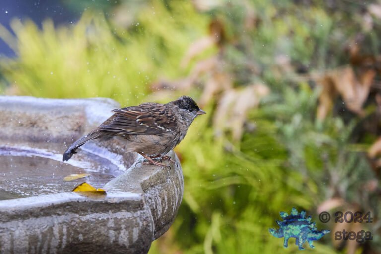 Gold-Crowned Sparrow