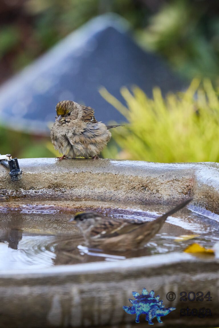 Gold-Crowned Sparrow
