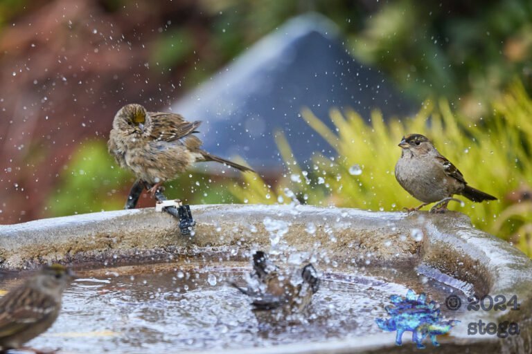 Gold-Crowned Sparrow
