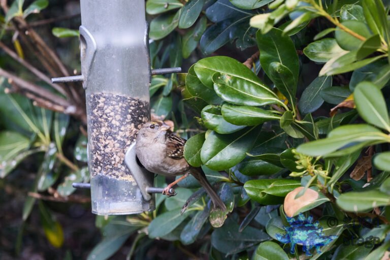 Gold-Crowned Sparrow