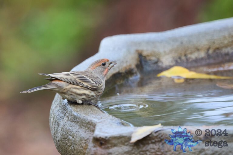 House Finch