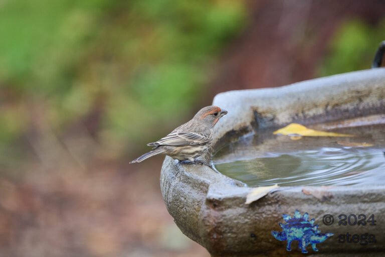 House Finch