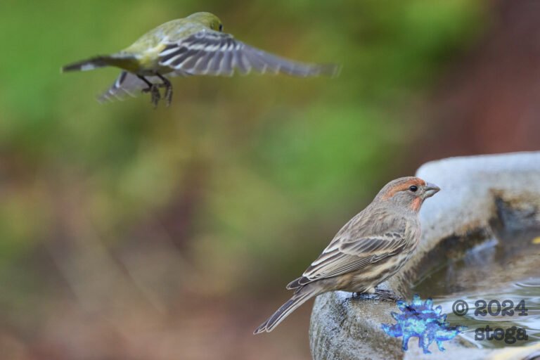 House Finch, Lesser Goldfinch