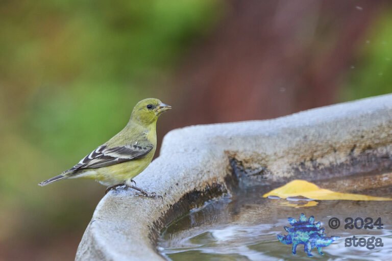 Lesser Goldfinch