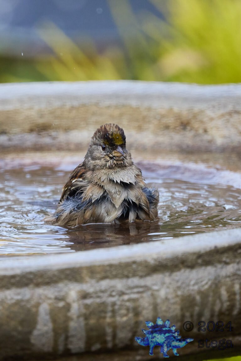 Gold-Crowned Sparrow