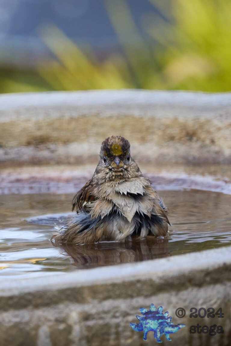 Gold-Crowned Sparrow
