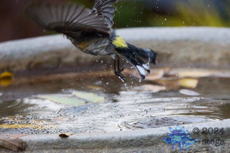 Yellow-rumped Warbler