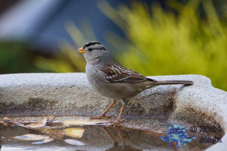 White-Crowned Sparrow