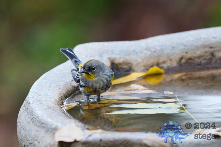 Yellow-rumped Warbler