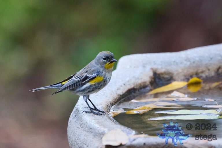 Yellow-rumped Warbler