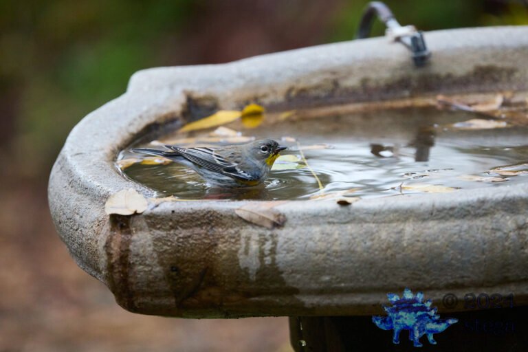 Yellow-rumped Warbler