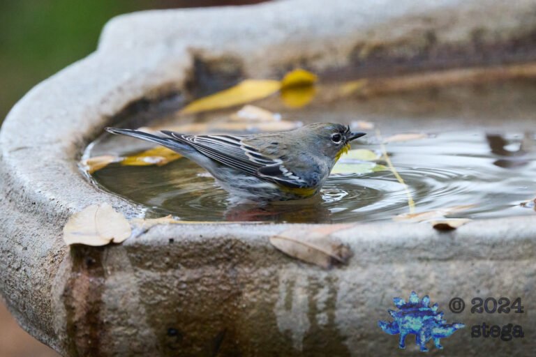 Yellow-rumped Warbler