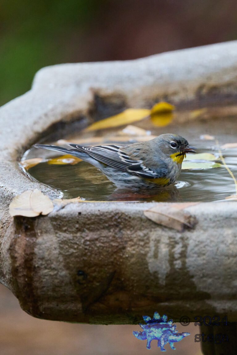 Yellow-rumped Warbler