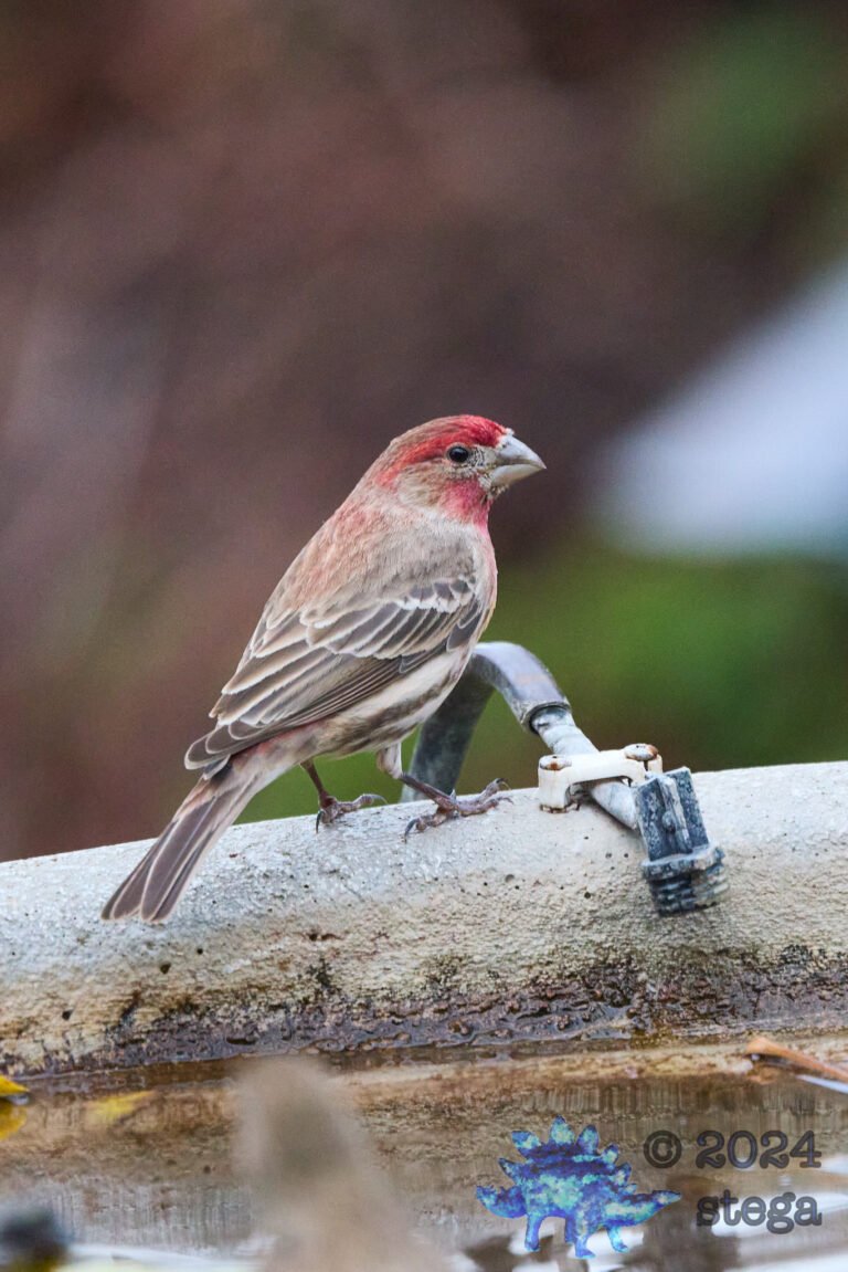 House Finch