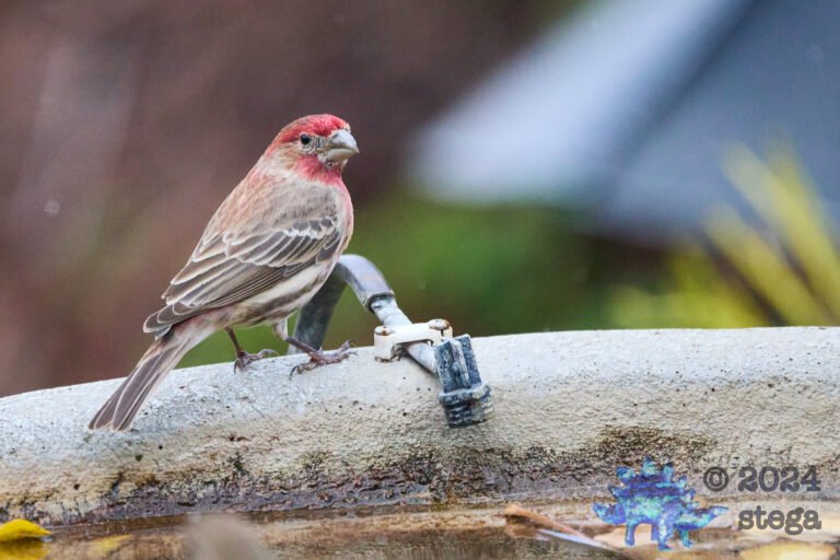 House Finch
