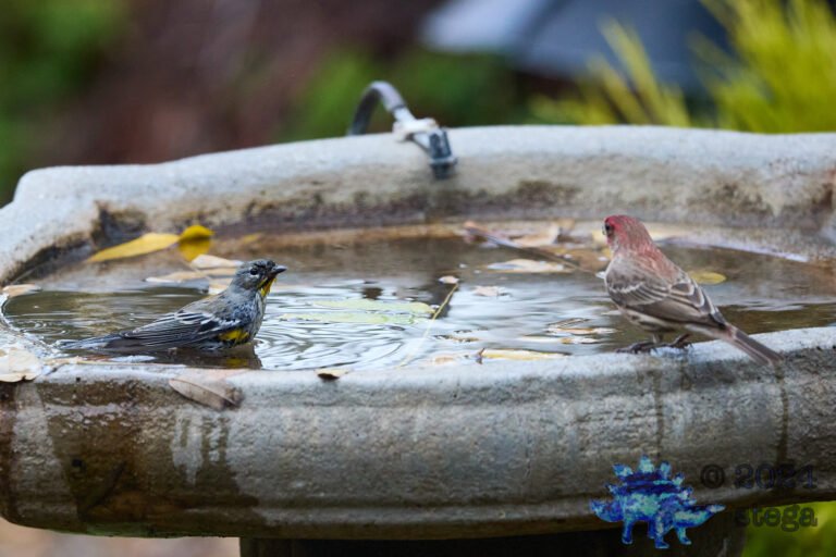 House Finch, Yellow-rumped Warbler