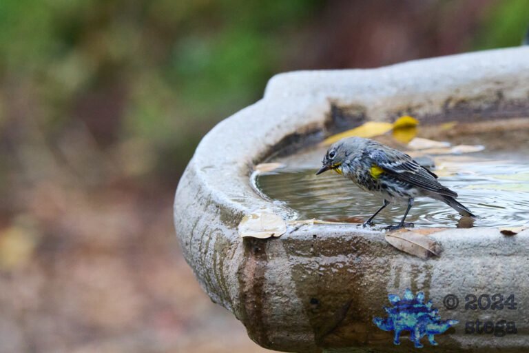 Yellow-rumped Warbler