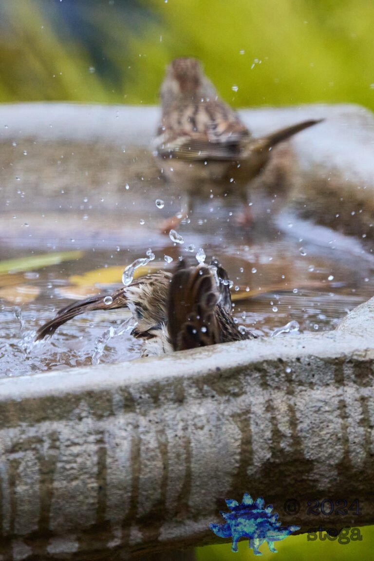 Song Sparrow