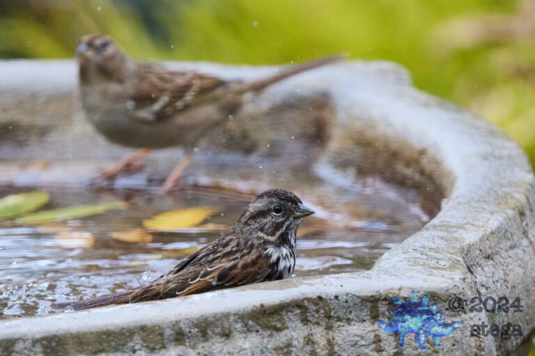 Song Sparrow