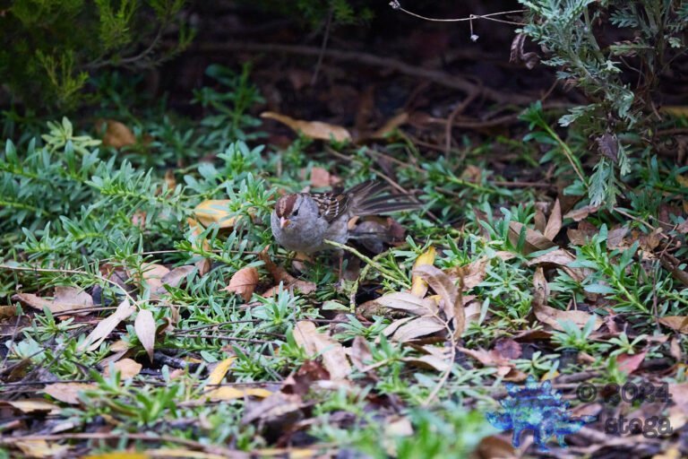 White-Crowned Sparrow