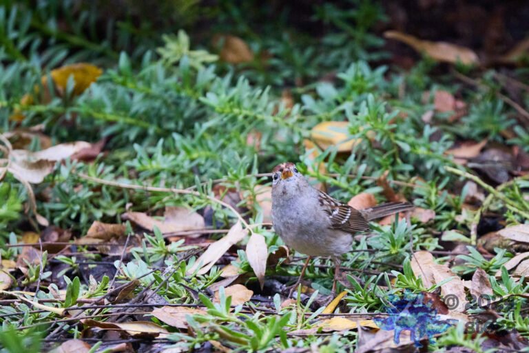 White-Crowned Sparrow