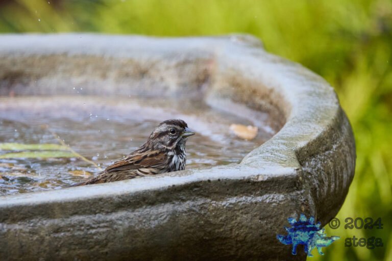 Song Sparrow