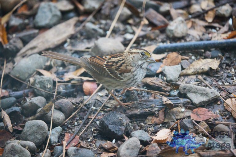 White-Throated Sparrow