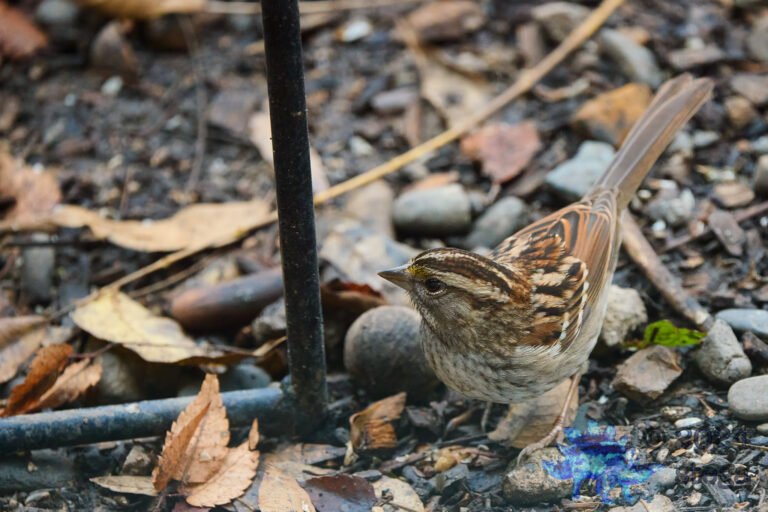 White-Throated Sparrow
