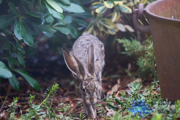 Hare