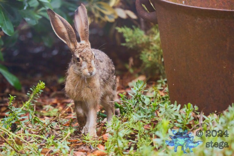 Hare