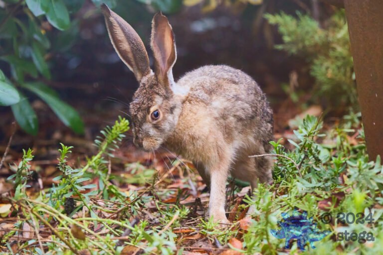 Hare