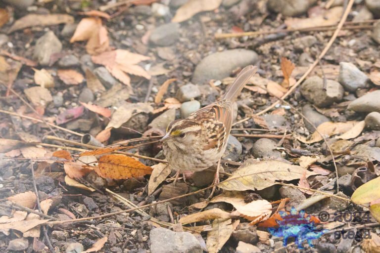 White-Throated Sparrow
