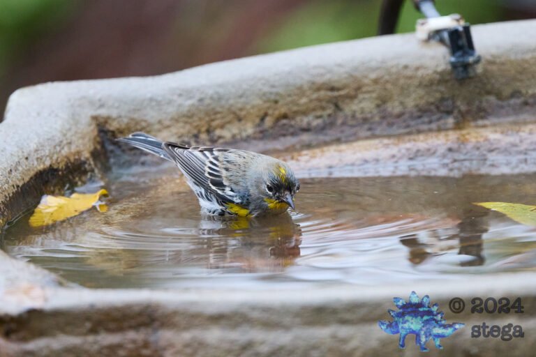 Yellow-rumped Warbler