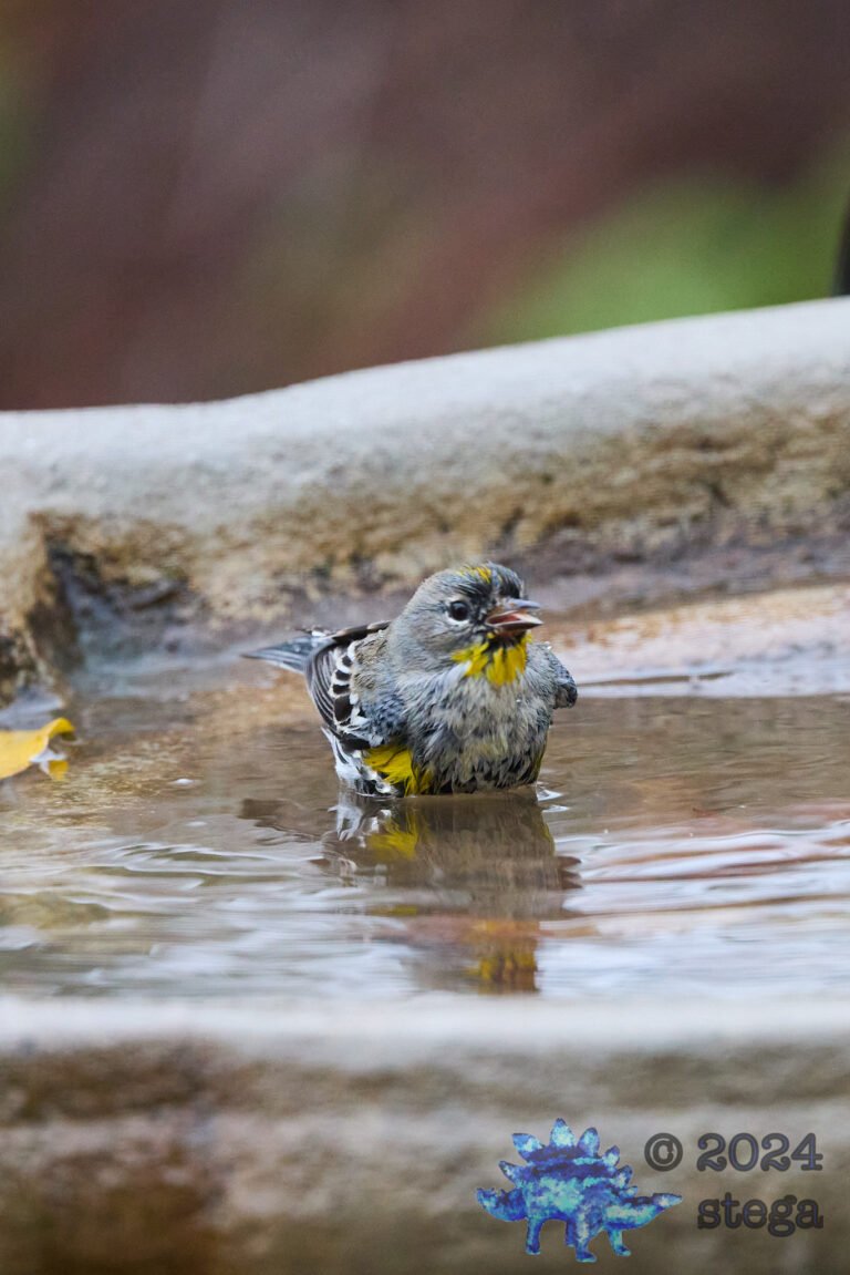 Yellow-rumped Warbler