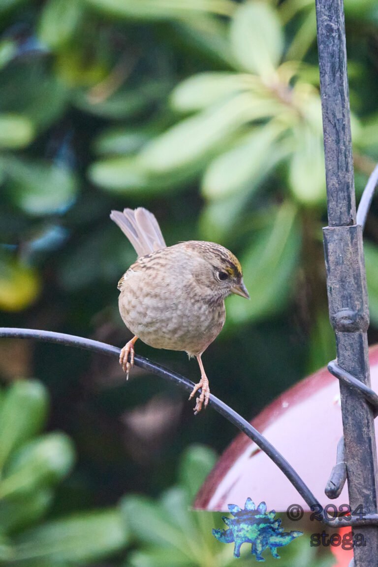 Gold-Crowned Sparrow