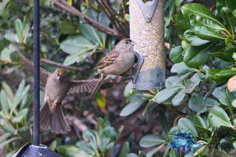 Gold-Crowned Sparrow