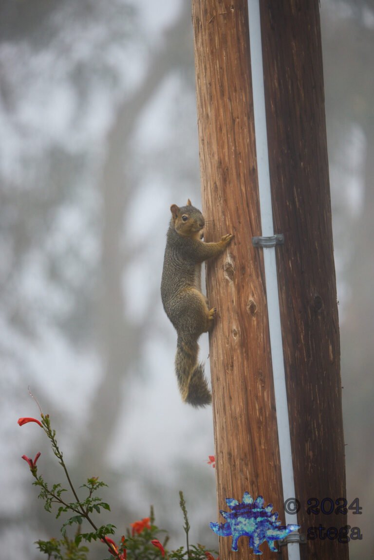 Fox Squirrel