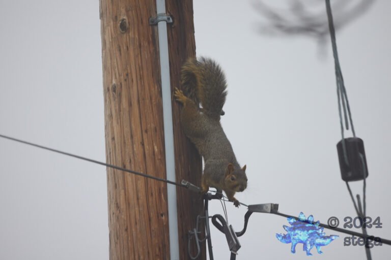 Fox Squirrel