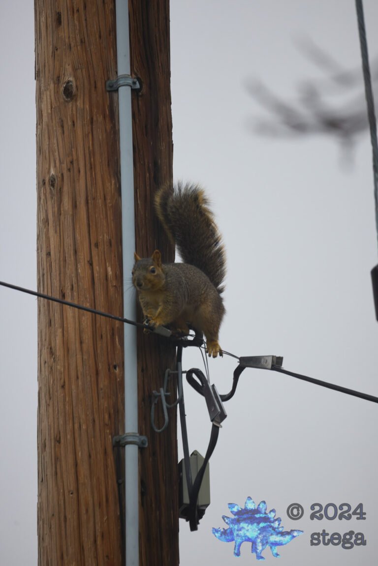 Fox Squirrel