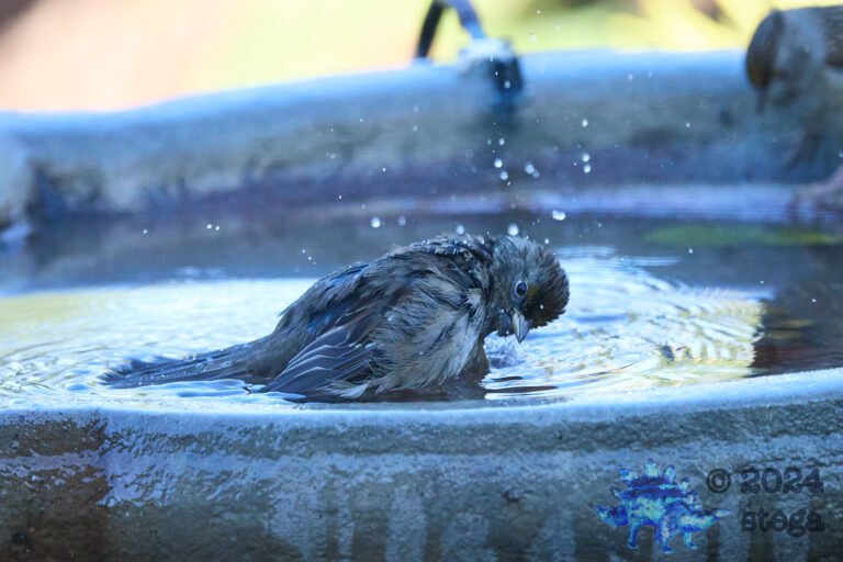 Anna’s Hummingbird, Gold-Crowned Sparrow