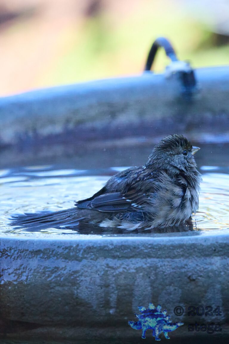Gold-Crowned Sparrow